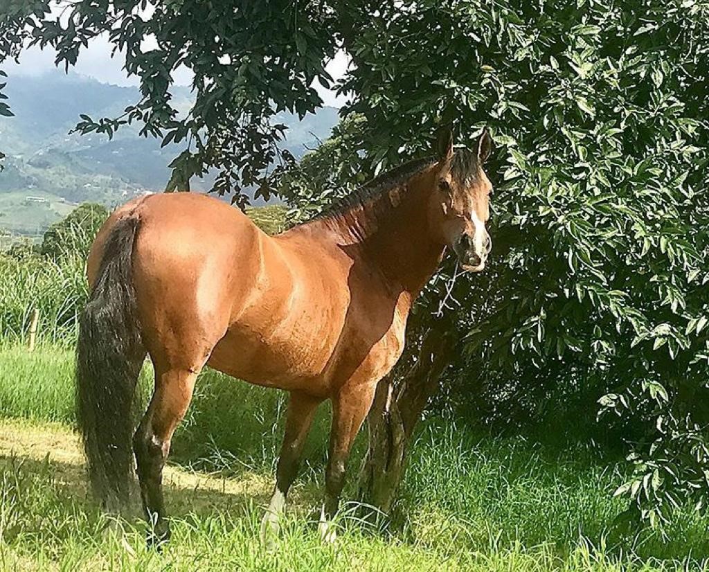 equinos