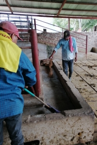 alimentación becerros